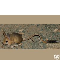 گونه دوپای ویلیامز Williams’s jerboa